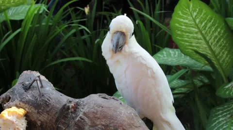 White parrot Stock Footage 26211770