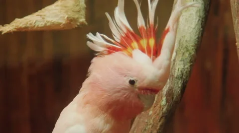White parrot Stock-Footage 42422449
