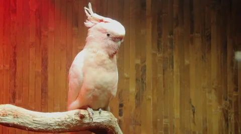 White parrot Stock Footage 42422534