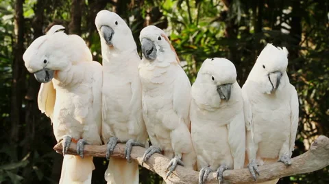 White parrot 스톡 동영상 54630733