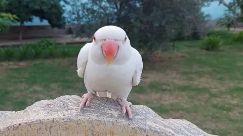 White Parrot Stock Footage 164838034