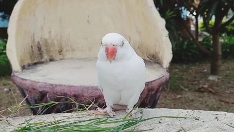 White Parrot Stock Footage 219299582