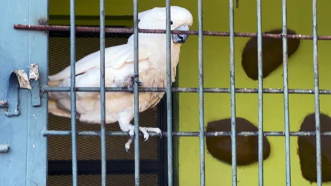 White parrot inside a large cage Stock Footage 171419412