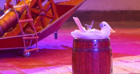 White parrot is laying down on a barrel by doing a roll, adorable, 4k Vídeos de archivo 146101627