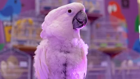 White parrot looking around curiously outdoor. white parrot, Stock Footage 343783632
