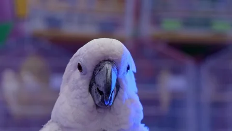 White parrot looking around curiously outdoor. white parrot, Stock Footage 343783931