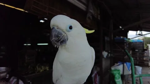 White parrot looking at the camera, white parrot close-up Stock Footage 208024530