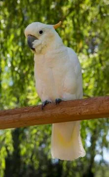 White parrot on perch Stock Photos