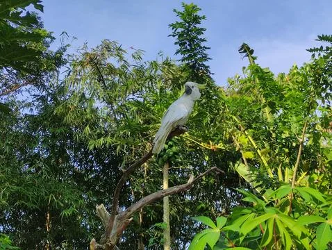 White parrot perched on a tree Stock Photos