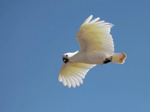 White parrot 写真素材