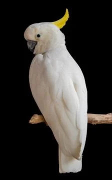 White parrot Stock Photos