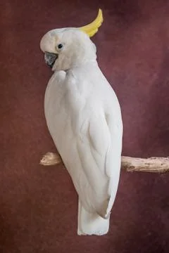 White parrot Stock Photos