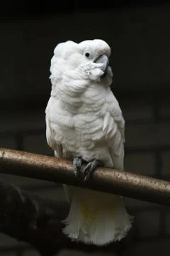 White parrot Stock Photos