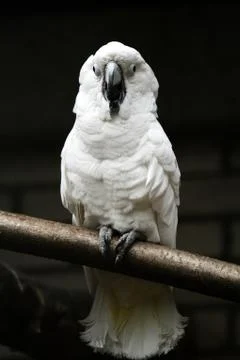 White parrot Stock Photos