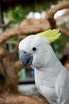 White Parrot Stock Photos