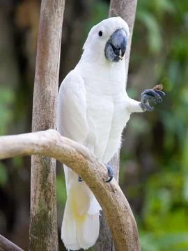 White parrot Foto stock