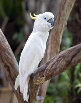 White parrot Foto stock