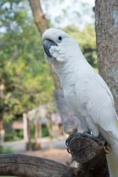 White parrot Stock Photos