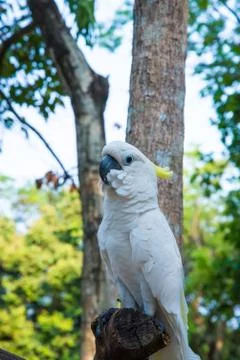 White parrot Stock Photos