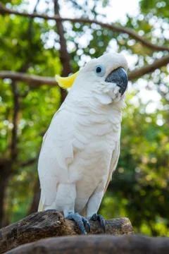 White parrot Stock Photos