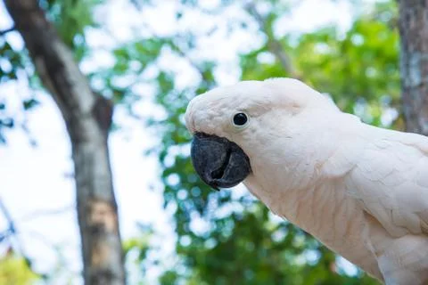 White parrot Stock Photos