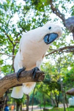White parrot Stock Photos