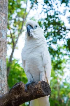 White parrot Stock Photos