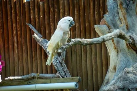 White Parrot Stock-Fotos