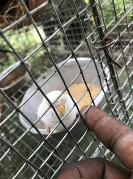 White parrot Stock Photos
