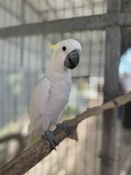 A white parrot Fotos de archivo