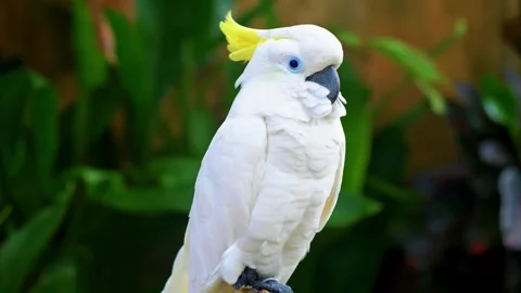 White Parrot Portrait Stock Footage 323138476
