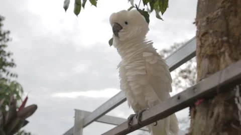 White parrot resting on a tree branch Stock Footage 147192690