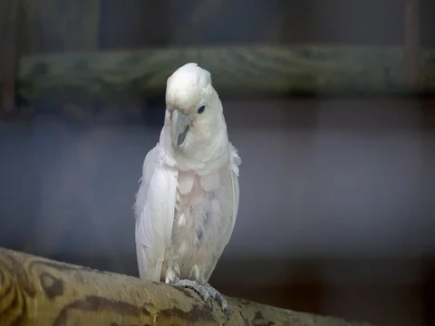 A white parrot sitting in the cage Stock Footage 82842600