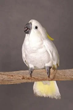 A white parrot standing on a branch Stock Photos