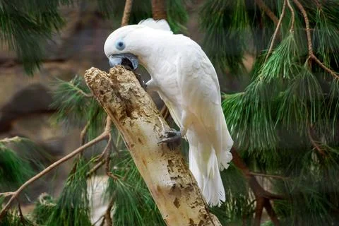 White parrot standing on tree Foto stock