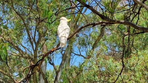 White Parrot in Tree at Uni Loop, North Adelaide Stock Photos