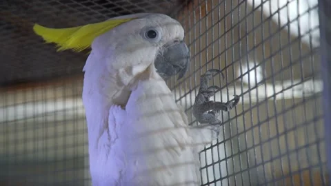 White parrot on the wall of the cage shacking head Stock Footage 233001308