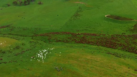 White Parrots Fly Over tHE Green Meadow, Drone Shot Stock Footage 335668738
