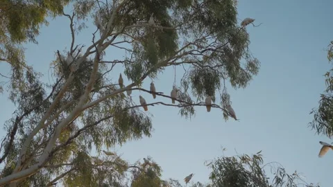 White Parrots Perched in Tree – Australian Wildlife Stock Footage 316223563