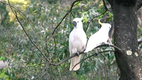 White parrots on a tree, Australia 스톡 동영상 155050760