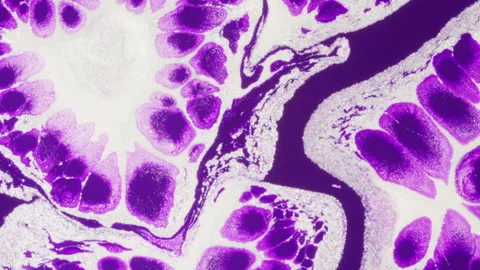 White particles flowing in purple background. Abstract liquid Stock Footage 134854413