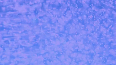 White particles, snow, glitter, dust falling down on blue chroma key background Stock Footage 143257875