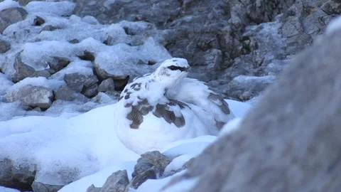 White partridge (Lagopus muta) Pernice bianca Stock Footage 244414403