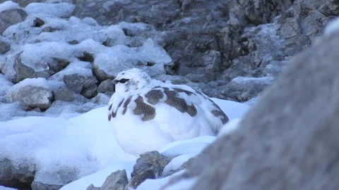 White partridge (Lagopus muta) Pernice bianca Stock Footage 244414914