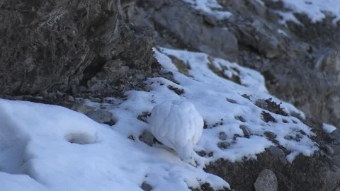 White partridge (Lagopus muta) Pernice bianca Stock Footage 244415842