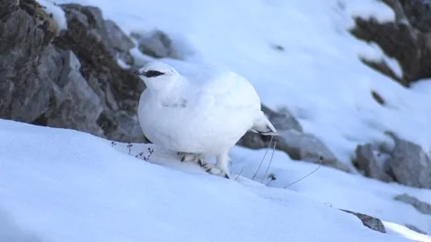 White partridge (Lagopus muta) Pernice bianca Stock Footage 244416087