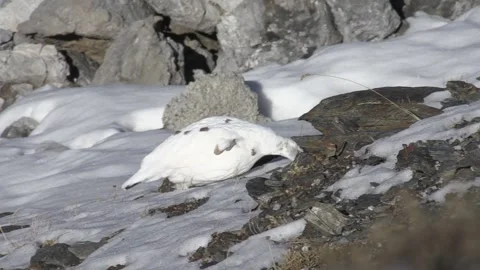 White partridge (Lagopus muta) Pernice bianca Stock Footage 244417124