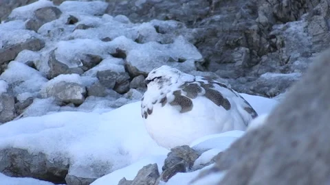 White partridge (Lagopus muta) Pernice bianca Stock Footage 259317092