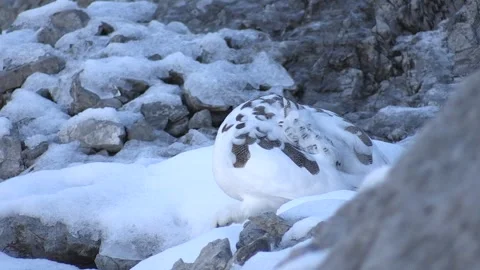 White partridge (Lagopus muta) Pernice bianca Stock Footage 259321682