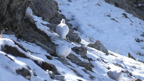 White partridge (Lagopus muta) Pernice bianca Stock Footage 259325713